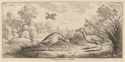 Ortygometra, il Rallo