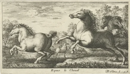 Cavalli (serie di varie specie animali)