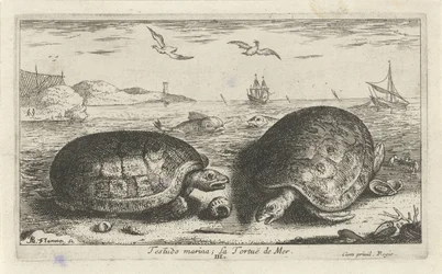 Due tartarughe sulla spiaggia