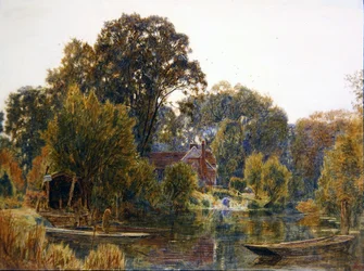Alberi di pioppo in autunno