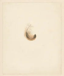 Studio di una piuma