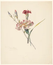Foglio di studio con garofani