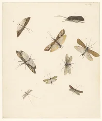 Foglio di studio con otto falene