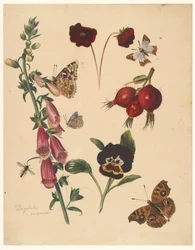 Foglio di studio con fiori e farfalle