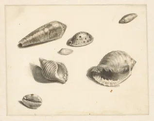 Foglio di studio con varie conchiglie