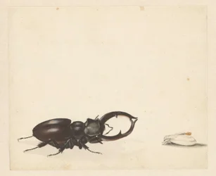 Foglio di studio con cervo volante e falena appena uscita