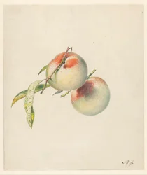 Due pesche sui loro gambi