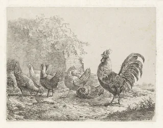 Gallo con cinque galline