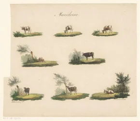 Mucche nel paesaggio (Macedonia)