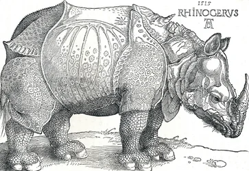 Un rinoceronte