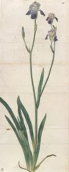 Iris germanica in fiore