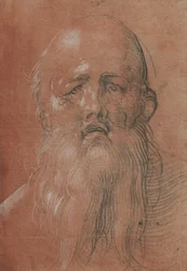 Testa di uomo barbuto