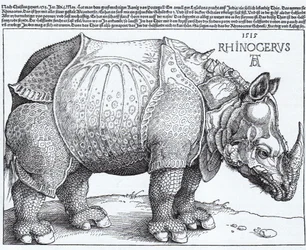 Latino:  Rhinocerus Il rinoceronte