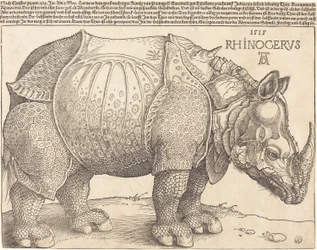 Latino:  Rhinocerus Il rinoceronte
