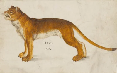 Leonessa
