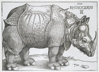 Rinoceronte (Rhinocerus)