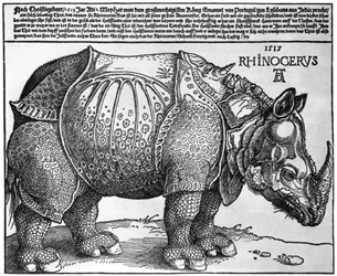 Rinoceronte, stampa donata a Massimiliano I dal Re di Lisbona, 1515, 1936