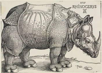 Rhinocerus (Il rinoceronte)
