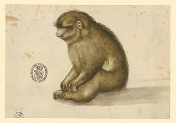 Scimmia seduta