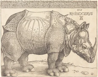 Il rinoceronte
