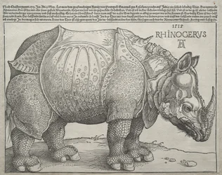 Il rinoceronte