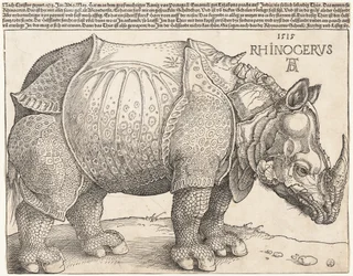 Il rinoceronte