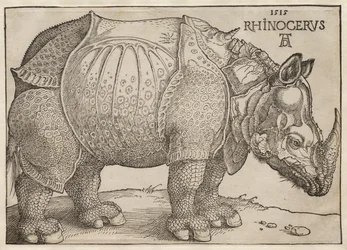 Il rinoceronte