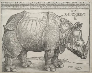 Il rinoceronte, 1515