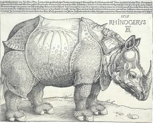 Il rinoceronte, 1515
