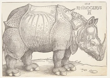 Il rinoceronte