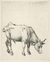 Giovane toro