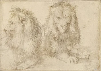 Due leoni sdraiati