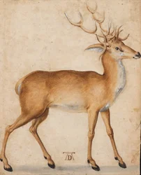 Un cervo