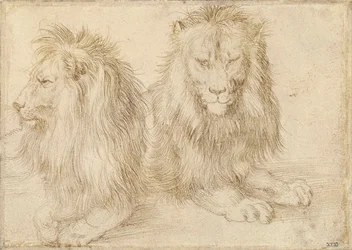 Due leoni seduti