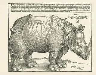 Il Rinoceronte