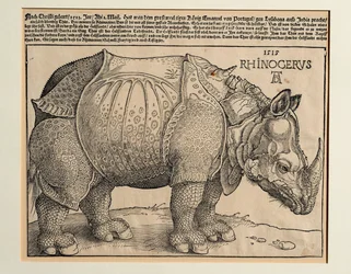Il Rinoceronte