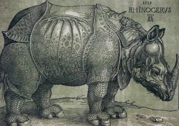 Il rinoceronte, 1515