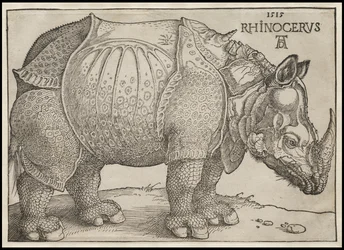 Il rinoceronte, 1515