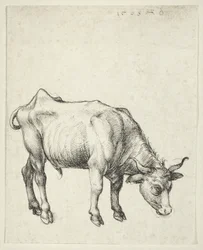 Giovane toro, c.1493