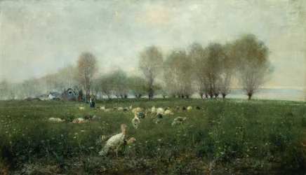 Tacchini in campagna al tramonto