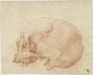 Studio di un cranio