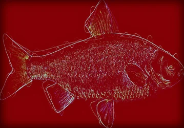 Pesce V