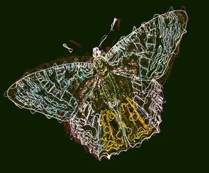 Farfalla 6