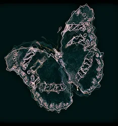 Farfalla II