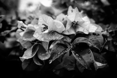 Cluster, 2019