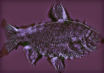 Pesce