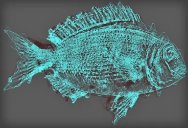 Pesce II