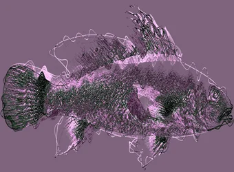 Pesce III