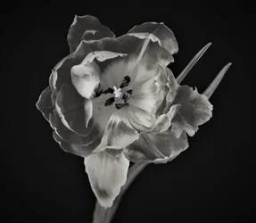 Geometria dei Fiori, 2019