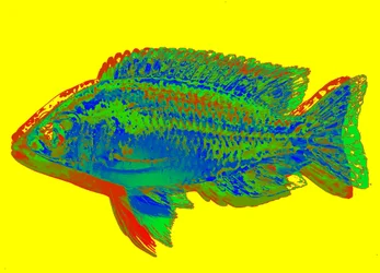 Inverti